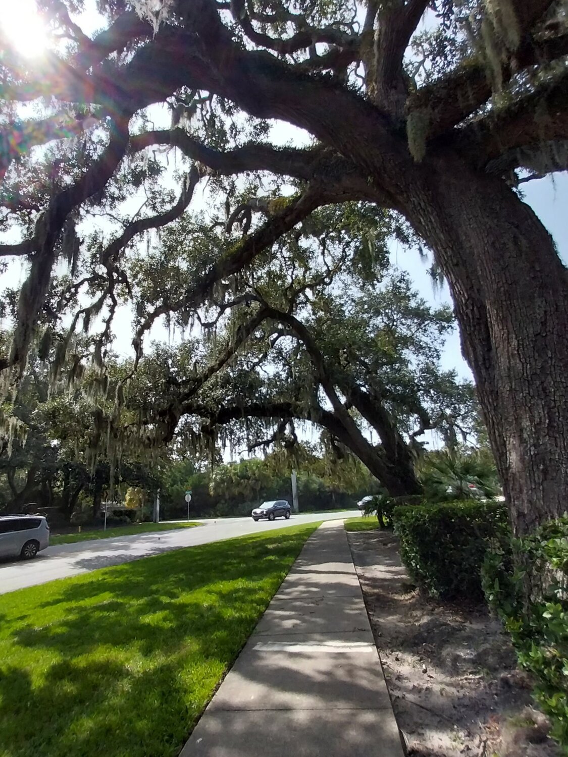 Residents living in the vicinity of a project on Mickler Road are concerned that work will damage majestic oaks there.
